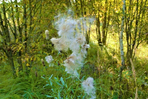 Globe Thistle Ett Släkte Fleråriga Sällan Årliga Taggig Örtartade Växter — Stockfoto