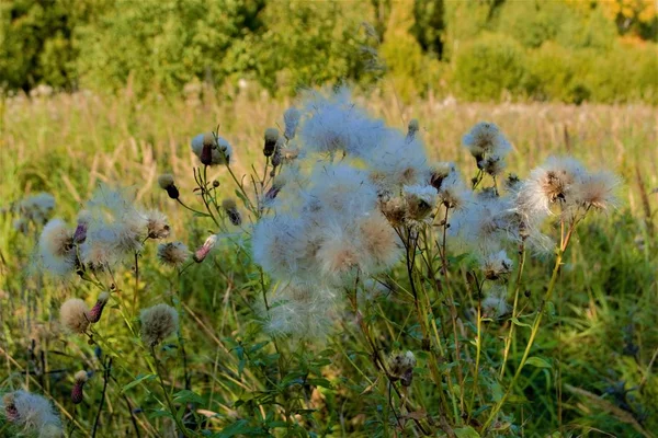 Globe Thistle Ett Släkte Fleråriga Sällan Årliga Taggig Örtartade Växter — Stockfoto