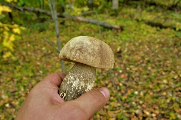 One White Mushroom Hand Forest Background — Stock Photo, Image