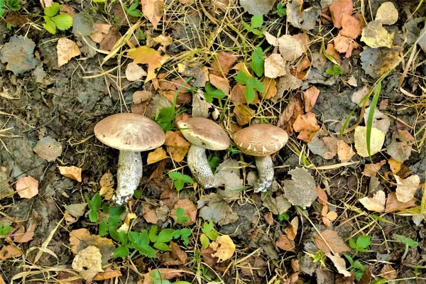 Champignons Bolets Reposent Sur Feuillage Jaune Gros Plan Texture Nature — Photo