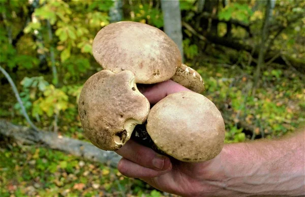 Rękach Czterech Grzybów Borowik Zbliżenie Tekstura Natury — Zdjęcie stockowe