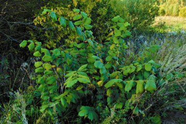genç bir ağaç-karaağaç.nature doku yeşil yaprakları