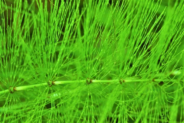 Bosque Cola Caballo Verde Primer Plano Textura Naturaleza —  Fotos de Stock