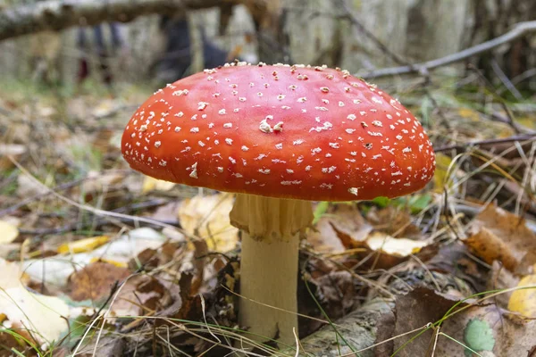 Mantarlı fly agaric. Rusya. Kaluga bölgesi