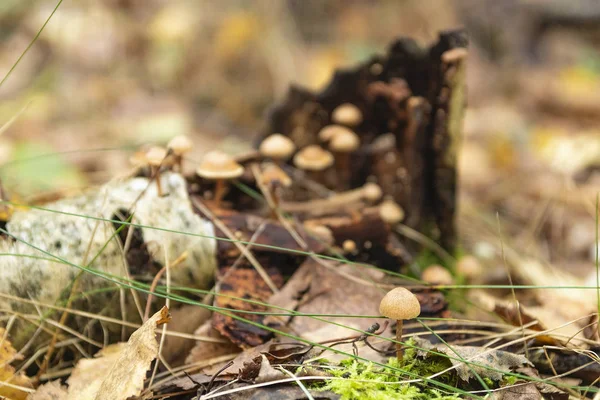 Zehirli mantar. Rusya. Kaluga bölgesi