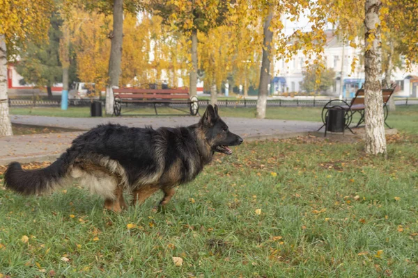 Alman shepard köpek. Kaluga bölgesi