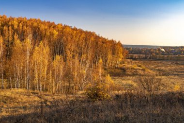 Güzel sonbahar orman manzarası