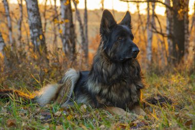 Sonbahar ormanda oturan köpek. Gün batımı ve düşen yapraklar. Bir çoban portresi