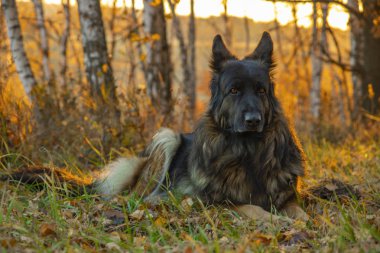 Sonbahar ormanda oturan köpek. Gün batımı ve düşen yapraklar. Bir çoban portresi