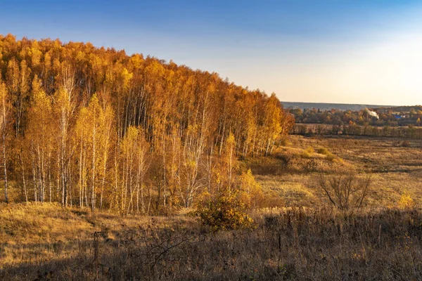 Güzel sonbahar orman manzarası