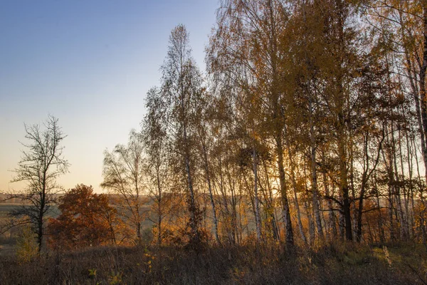 Güzel sonbahar orman manzarası