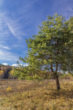 Ugra Milli Parkı. Rezerv. Kaluga bölgesi. Rusya