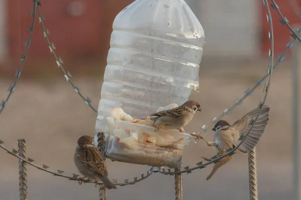 Bir kahvaltı serçeler. Rusya. Kaluga bölgesi
