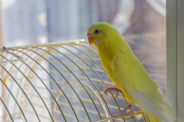Sarı dalgalı papağan kafese üzerinde oturur