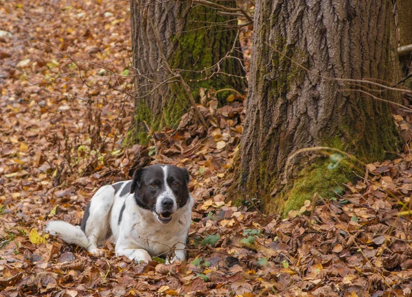 Perro acostado en el césped en otoño — Foto de Stock