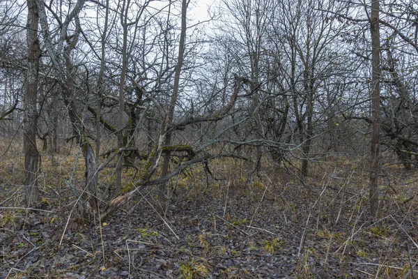 Ein alter verlassener Garten. Apfelbäume mit schmerzhaften Stämmen. Russland — Stockfoto