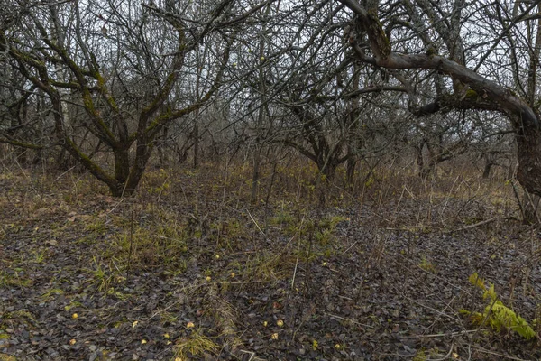 Ein alter verlassener Garten. Apfelbäume mit schmerzhaften Stämmen. Russland — Stockfoto