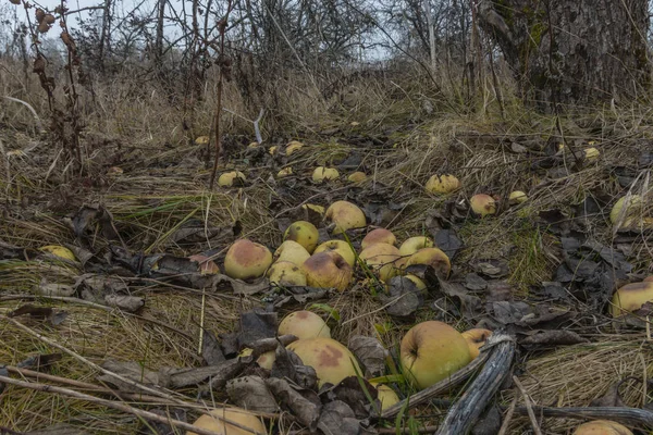 Bir elma ağacı, closeup hastalıklı dalları. Rusya