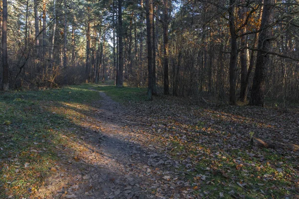 Çam ormanı pinery sosnovy bor orman. Kaluga bölgesi. Rusya