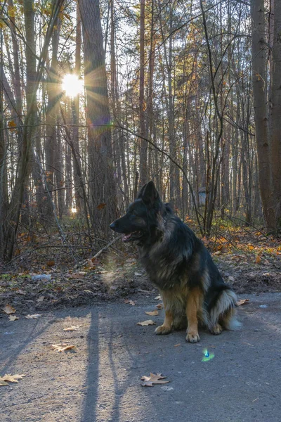 Perro pastor alemán. Kaluga. Región de Kaluga. Rusia — Foto de Stock