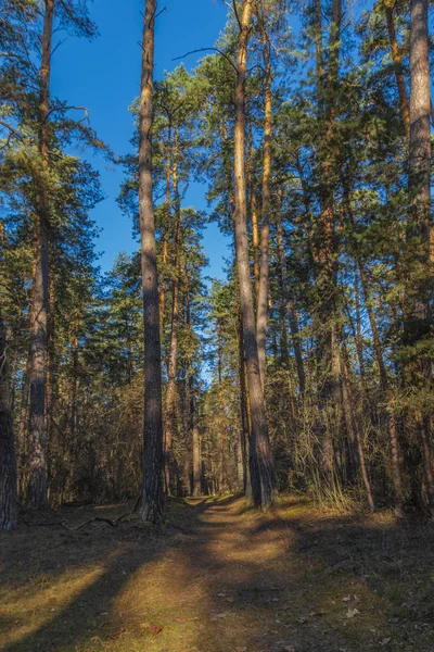 Сосновый лес сосновый бор. Калужская область. Россия — стоковое фото