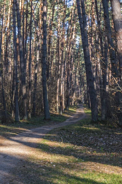 Çam ormanı pinery sosnovy bor orman. Kaluga bölgesi. Rusya