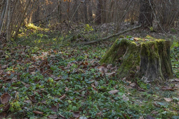 Alter Baumstumpf mit Moos bedeckt im Nadelwald, schöne Landschaft. Russland — Stockfoto
