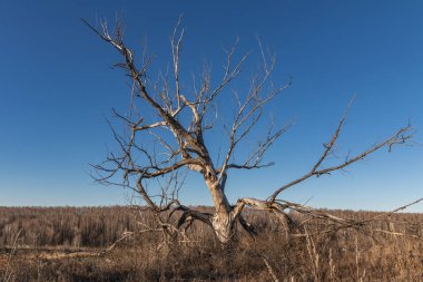 Ölü ağaçlar mavi gökyüzü ve sonbahar orman karşı. Rusya