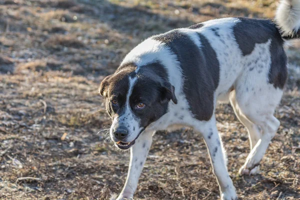 Sokak doğa sonbaharda Köyü köpek sokak. Rusya