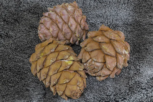 pine cones and nuts on black velvet background. Russia
