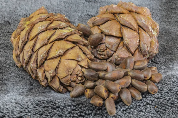 çam kozalakları ve siyah kadife zemin üzerine fındık. Rusya