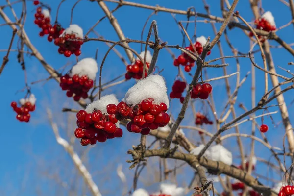 Dallarında kırağı olan kırmızı viburnum meyveleri.