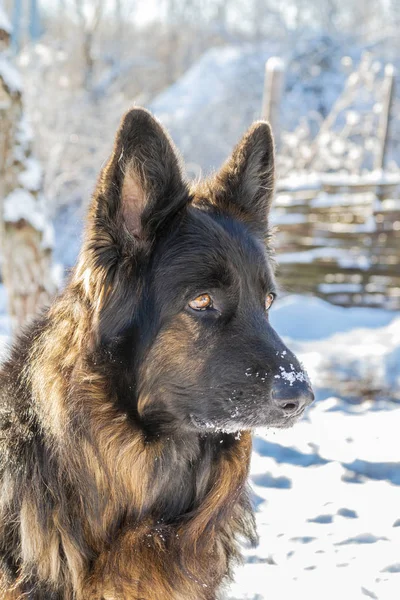 Mostrar línea pastor alemán retrato en la nieve — Foto de Stock