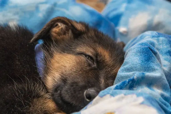 Evde şirin Alman çoban köpek yavrusu