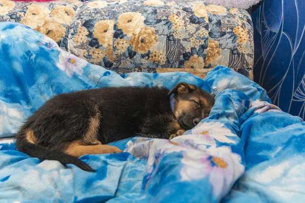 Evde şirin Alman çoban köpek yavrusu