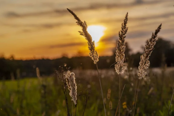 Köyde yaz günbatımı