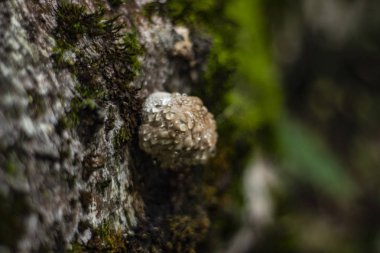makro bitkiler yaz akşamı