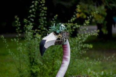 makro bitkiler yaz akşamı