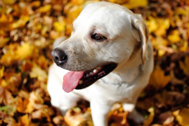 Sarı yapraklar sonbaharda beyaz soluk labrador