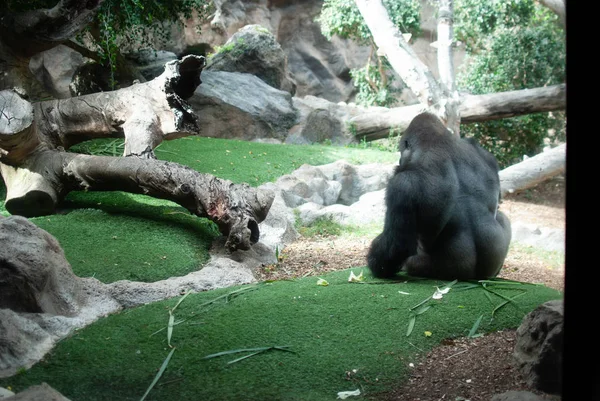 pumped up healthy gorilla sits on the lawn