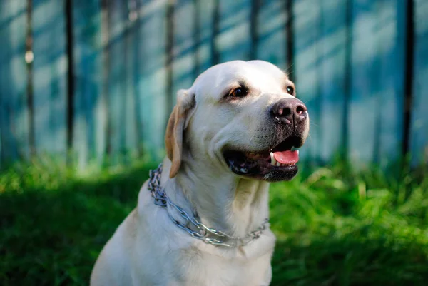 Labrador Branco Pálido Engraçado Grama Cerca — Fotografia de Stock