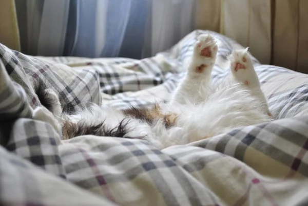 Bir Battaniye Içinde Uyuyan Bir Kedinin Hassas Kabarık Pençeleri — Stok fotoğraf