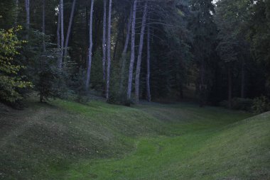 Parkta yeşil çimen