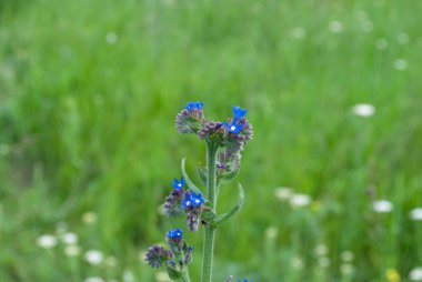 Anchusa officinalis, çim tarlasında hata giderici