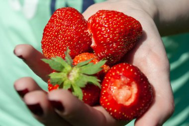 Kadın eli olgun çilekleri tutuyor.