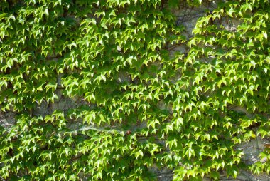 Doku duvarı yeşil sarmaşıkla kaplı.