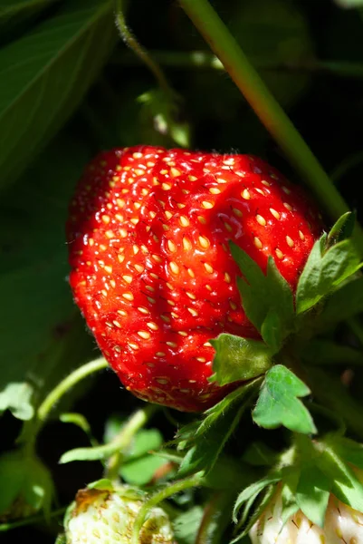 Große Reife Erdbeeren Unter Den Blättern — Stockfoto