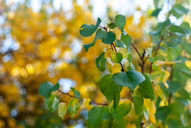 Sonbahar yaprakları güneşte