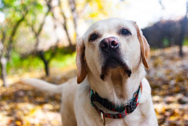  Labrador sonbahar manzarasının arka planına bak