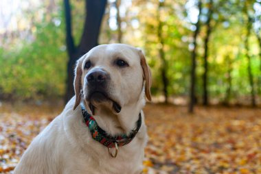 Labrador Retriever sonbahar arkaplanına sakince bakıyor